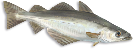 propiedades e informacion nutricional del abadejo por nutricienta