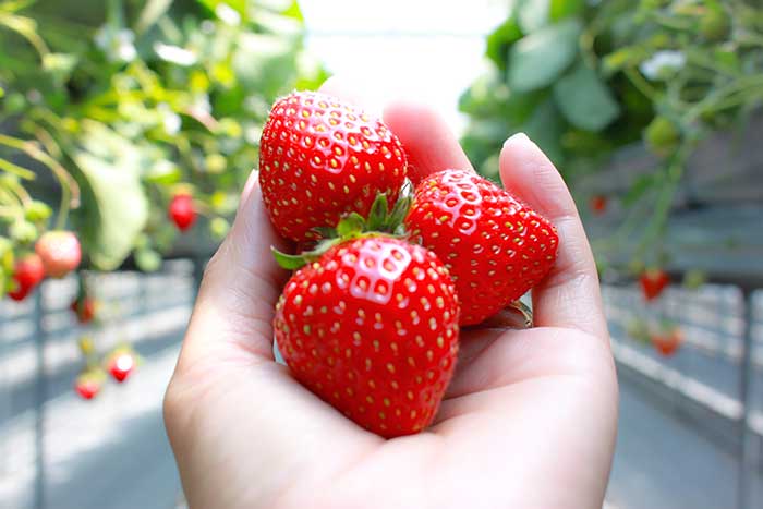 como cultivar fresas