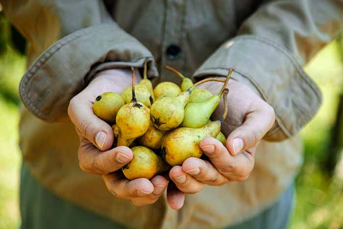 como cultivar peras
