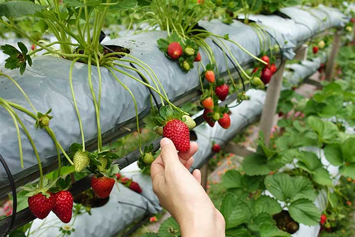 el cultivo de la fresa