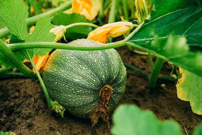 como cultivar calabacin