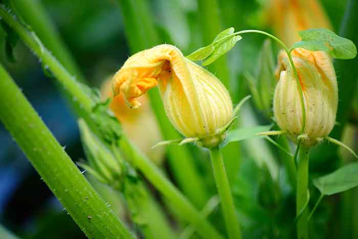 el cultivo del calabacin
