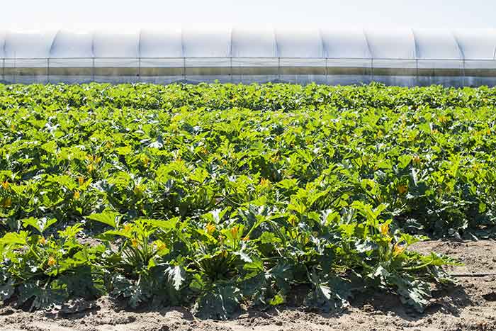 temporada del calabacin