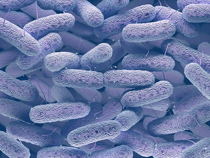 imagen microscopica de la salmonella